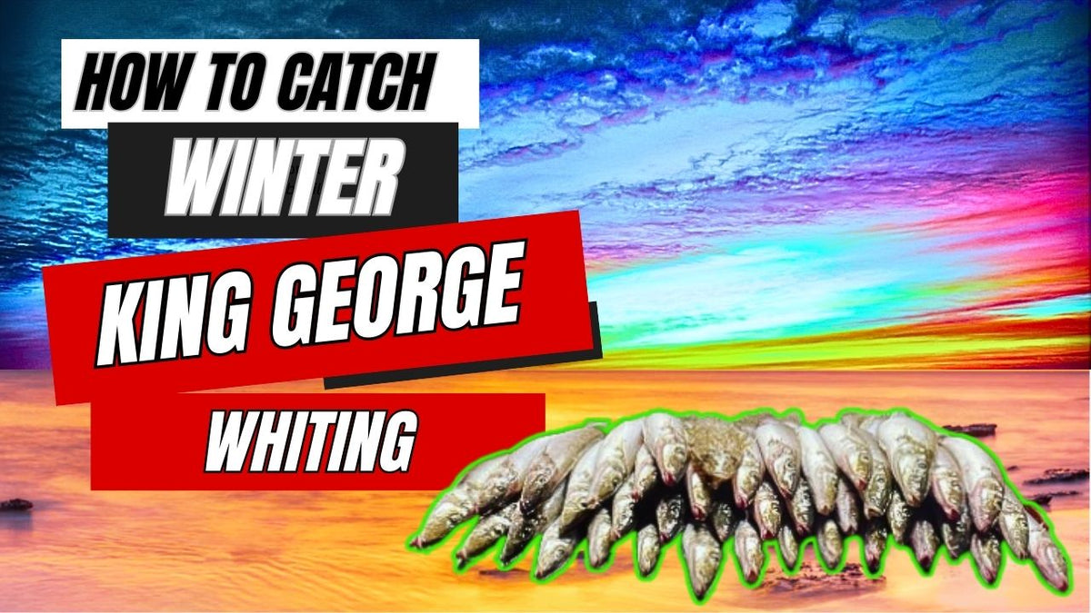 How to Catch Winter Whiting Hook in Mouth Tackle