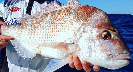 Western Australia Snapper Fishing Tips – Hook in Mouth Tackle