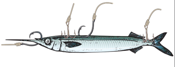 Using Livies for Bait – Hook in Mouth Tackle