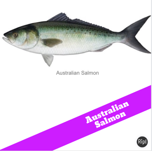 Australian Salmon – Hook in Mouth Tackle