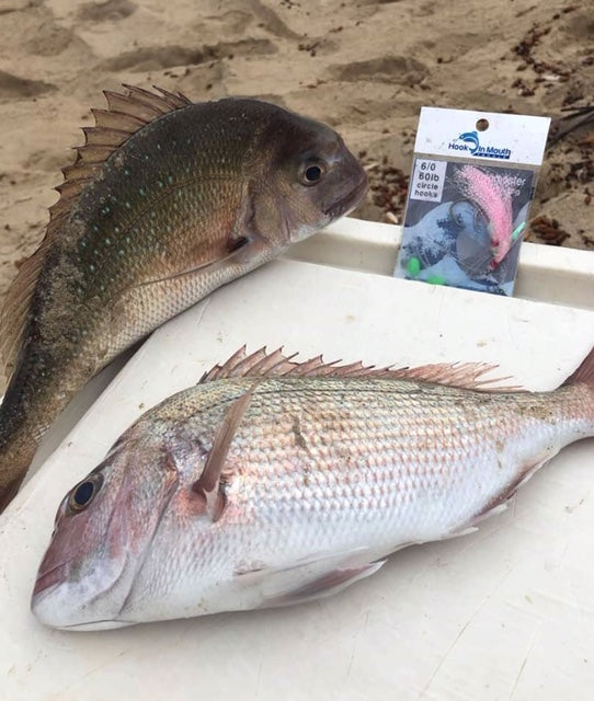 Land Based Snapper Fishing – Hook in Mouth Tackle