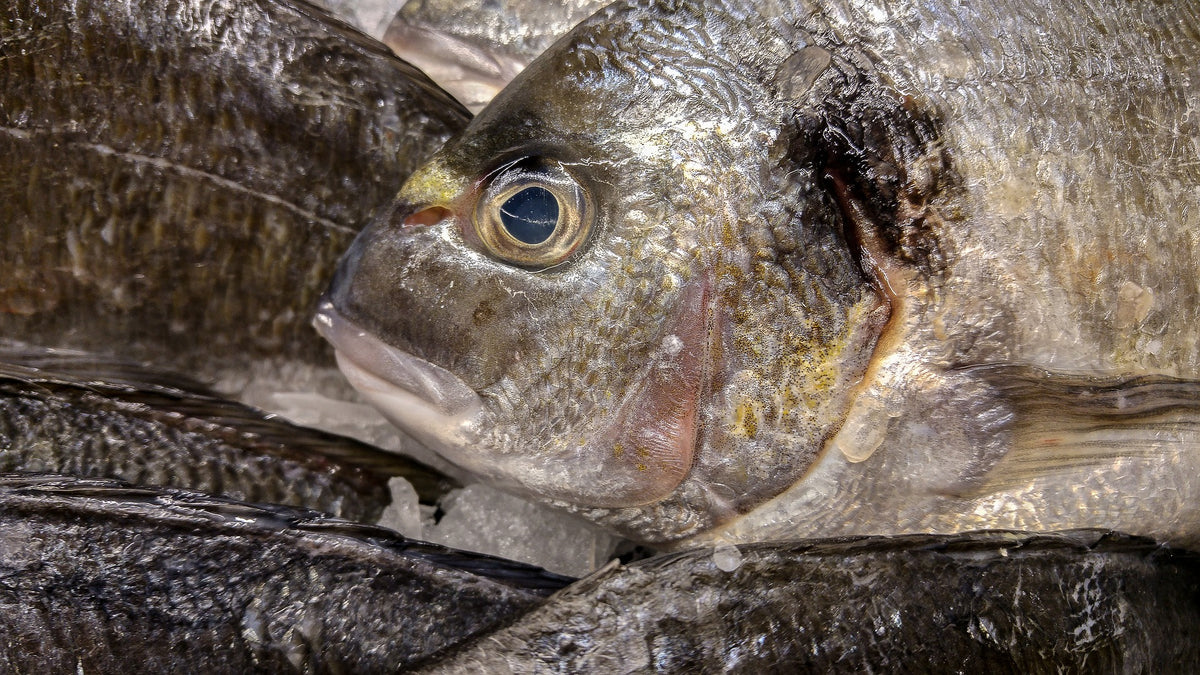 Bream Part 2 – Hook in Mouth Tackle