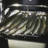 Super UV Yellow Paternoster Whiting Rig #4 Circle Hook on 30lb Leader