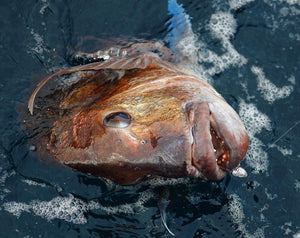 How to Hunt Big Snapper