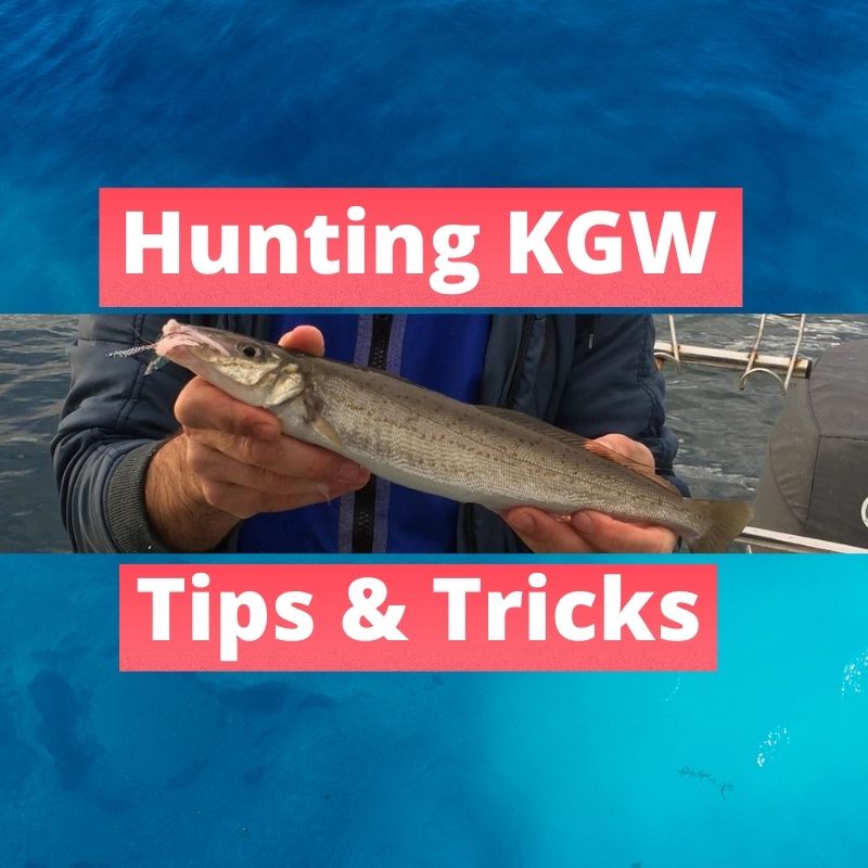 Hunting King George Whiting