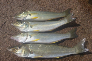 Whiting Fishing Tips for Kayak Anglers