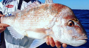 Western Australia Snapper Fishing Tips