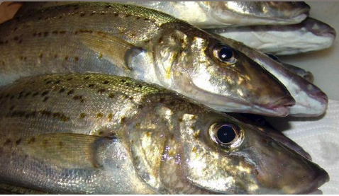 Tips for Whiting Fishing in Fast Flowing Water