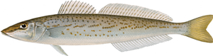 King George Whiting