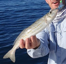 Tips for Catching King George Whiting in Port Phillip and