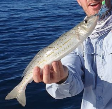 Tips for Catching King George Whiting in Port Phillip and Westerport Bay -  Sillaginodes Punctata