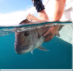 Do You Know what Conditions Make Snapper Come on the Bite?